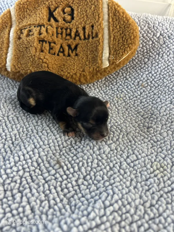 Ryder – Yorkshire Terrier puppy for sale in Owasso, OK