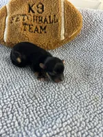 Ryder, a male Yorkshire Terrier for sale in Owasso, OK – 1 of 2