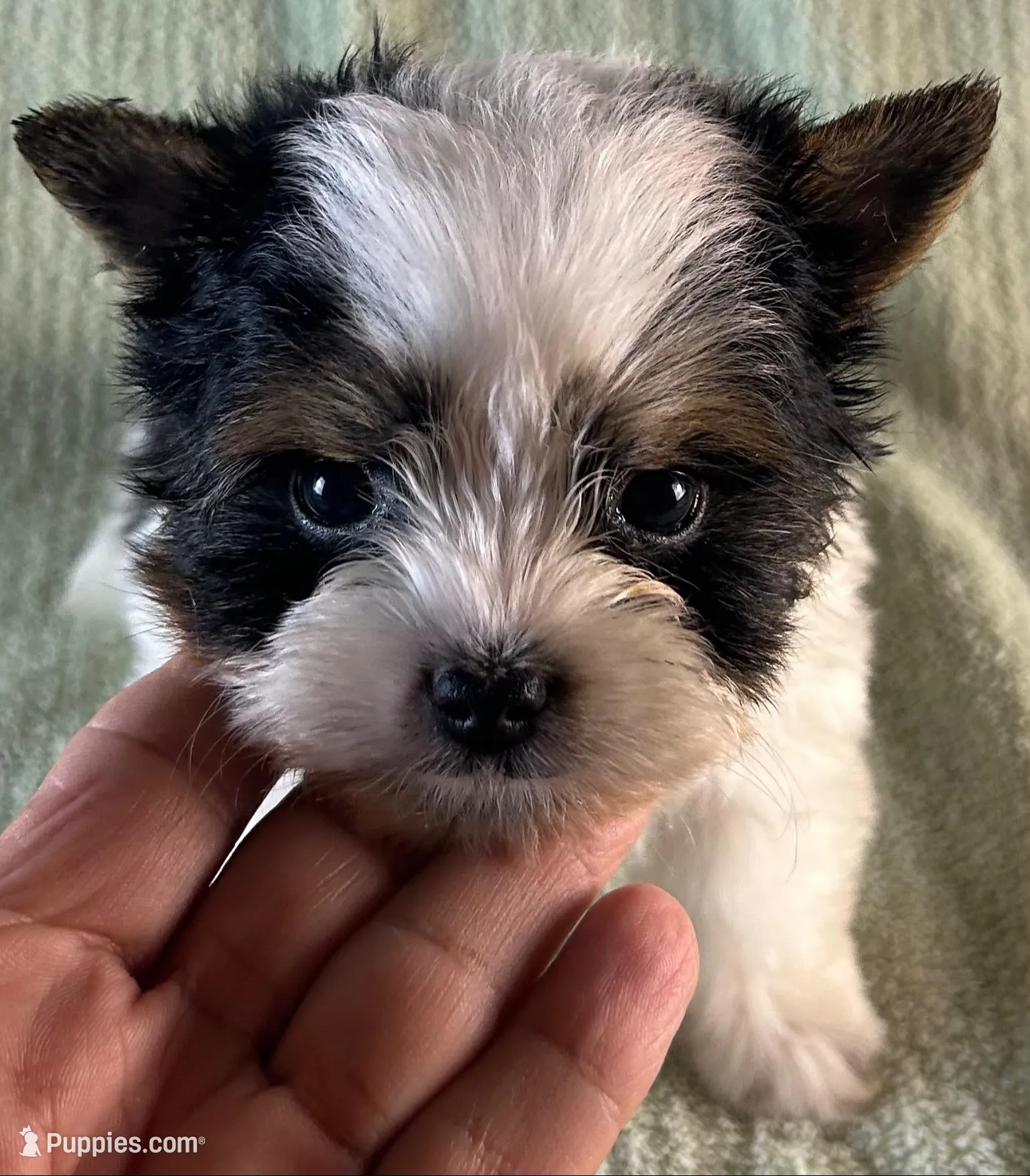 Romeo, a male Biewer for sale in Owasso, OK – 1 of 4