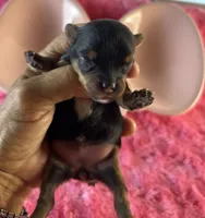 Emmie, a female Yorkshire Terrier for sale in Owasso, OK – 3 of 4