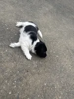 Oreo , a male Shihpoo for sale in Agawam, MA – 6 of 7