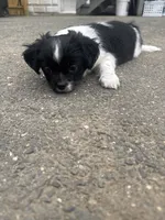 Oreo , a male Shihpoo for sale in Agawam, MA – 4 of 7