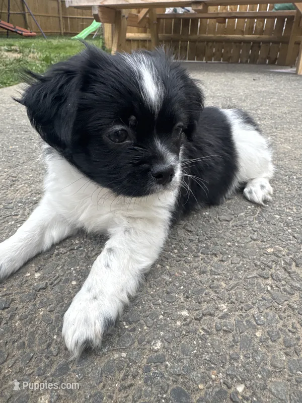 Oreo  – Shihpoo puppy for sale in Agawam, MA