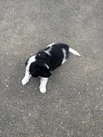 Oreo , a male Shihpoo for sale in Agawam, MA – 2 of 7