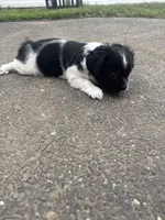 Oreo , a male Shihpoo for sale in Agawam, MA – 7 of 7