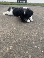 Oreo , a male Shihpoo for sale in Agawam, MA – 3 of 7