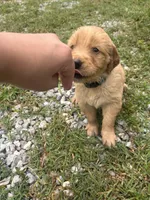 Scooby (Light Blue Boy), a male Golden Retriever for sale in Neosho, MO – 2 of 2