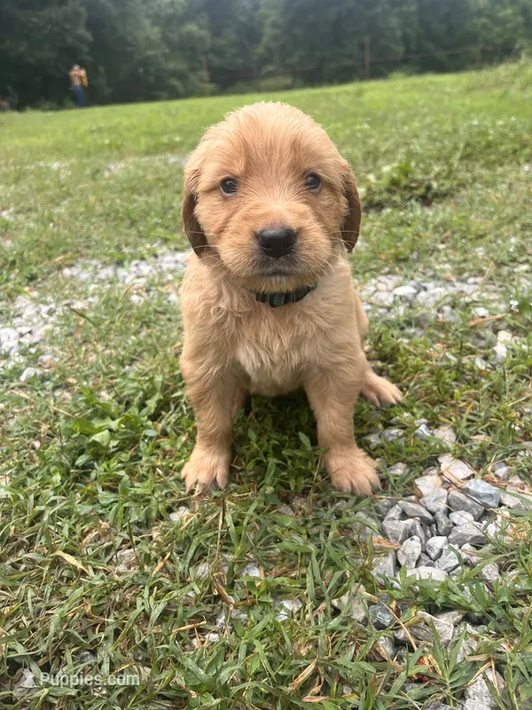 Scooby (Light Blue Boy) – Golden Retriever puppy for sale in Neosho, MO