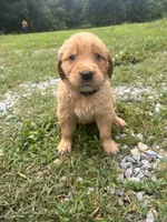 Scooby (Light Blue Boy), a male Golden Retriever for sale in Neosho, MO – 1 of 2