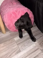 shadow, a male Alaskan Husky and Labradoodle for sale in Oklahoma City, OK – 3 of 4