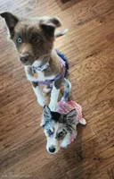 Cherry, a female Siberian Husky and Miniature Australian Shepherd for sale in Sullivan, MO – 4 of 6