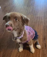 Cherry, a female Siberian Husky and Miniature Australian Shepherd for sale in Sullivan, MO – 2 of 6
