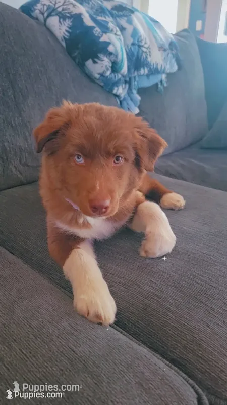Cherry – Siberian Husky, Miniature Australian Shepherd puppy for sale in Sullivan, MO