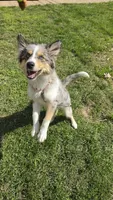 DD, a female Siberian Husky and Miniature Australian Shepherd for sale in Sullivan, MO – 2 of 5