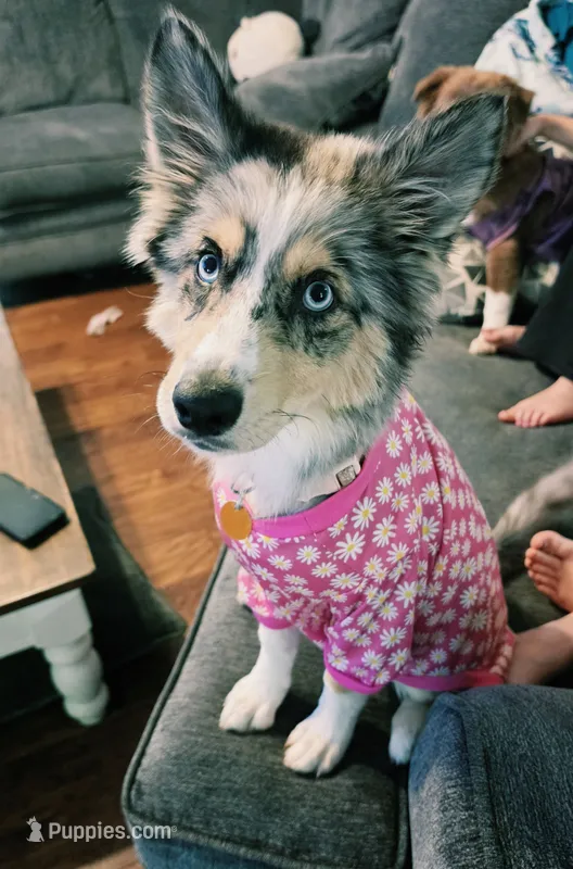 DD, a female Siberian Husky and Miniature Australian Shepherd for sale in Sullivan, MO – 1 of 5