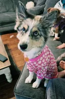 DD, a female Siberian Husky and Miniature Australian Shepherd for sale in Sullivan, MO – 1 of 5