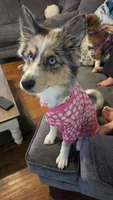 DD, a female Siberian Husky and Miniature Australian Shepherd for sale in Sullivan, MO – 4 of 5