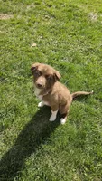 Cherry, a female Siberian Husky and Miniature Australian Shepherd for sale in Sullivan, MO – 6 of 6