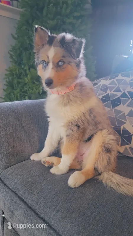 DD – Siberian Husky, Miniature Australian Shepherd puppy for sale in Sullivan, MO