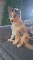 DD, a female Siberian Husky and Miniature Australian Shepherd for sale in Sullivan, MO – 5 of 5