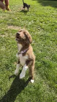 Cherry, a female Siberian Husky and Miniature Australian Shepherd for sale in Sullivan, MO – 5 of 6