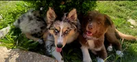 DD, a female Siberian Husky and Miniature Australian Shepherd for sale in Sullivan, MO – 3 of 5