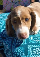 Tofu , a male Miniature Dachshund for sale in Yale, OK – 4 of 10