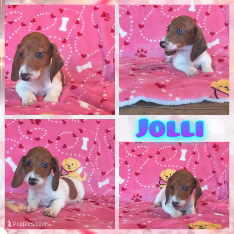 Jolli