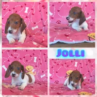 Jolli, a male Dachshund for sale in Yale, OK – Photo 1 of 2