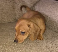 Balto, a male Miniature Dachshund for sale in Yale, OK – 7 of 10