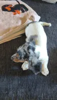 Decker , a male Miniature Dachshund for sale in Yale, OK – 9 of 10