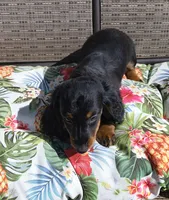 Noodles, a male Miniature Dachshund for sale in Yale, OK – 5 of 10