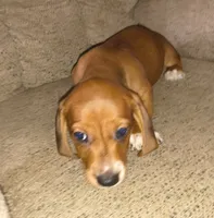 Bandit, a male Miniature Dachshund for sale in Yale, OK – 1 of 9