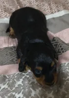 Suki, a female Miniature Dachshund for sale in Yale, OK – 5 of 6