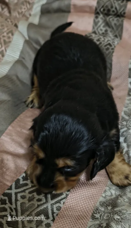 Jules – Miniature Dachshund puppy for sale in Yale, OK