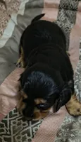 Jules, a female Miniature Dachshund for sale in Yale, OK – 1 of 8