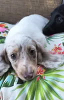 Misty, a female Miniature Dachshund for sale in Yale, OK – 9 of 10