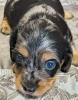 Lotus, a female Miniature Dachshund for sale in Yale, OK – 4 of 7