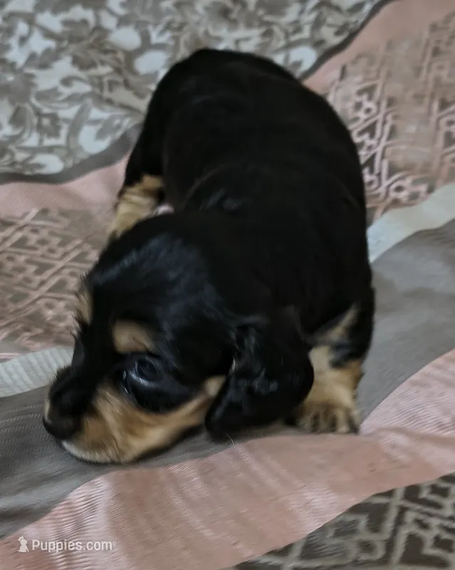 Kia – Miniature Dachshund puppy for sale in Yale, OK