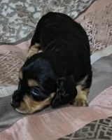 Kia, a female Miniature Dachshund for sale in Yale, OK – 1 of 8