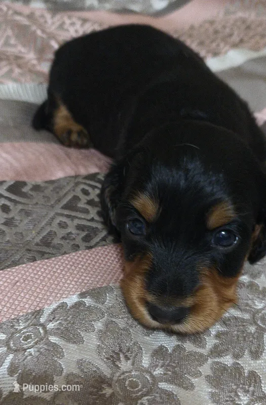 Suki – Miniature Dachshund puppy for sale in Yale, OK