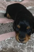 Suki, a female Miniature Dachshund for sale in Yale, OK – 1 of 6