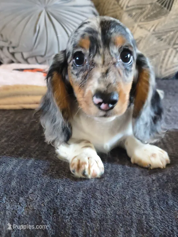 Decker , a male Miniature Dachshund for sale in Yale, OK – 1 of 10