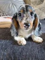Decker , a male Miniature Dachshund for sale in Yale, OK – 1 of 10
