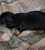 Ren, a male Miniature Dachshund for sale in Yale, OK – 3 of 8