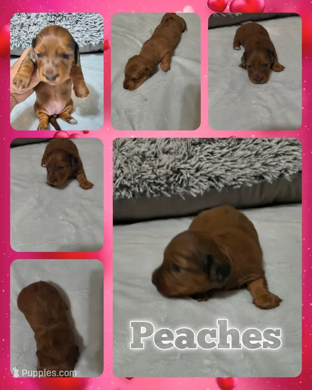 Peaches – Miniature Dachshund puppy for sale in Yale, OK