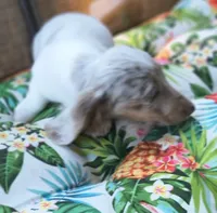 Misty, a female Miniature Dachshund for sale in Yale, OK – 5 of 10