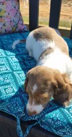 Tofu , a male Miniature Dachshund for sale in Yale, OK – 7 of 10