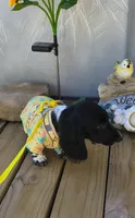 Boomer , a male Miniature Dachshund for sale in Yale, OK – 2 of 8