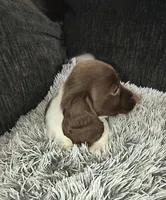 Bruno , a male Miniature Dachshund for sale in Yale, OK – 4 of 9